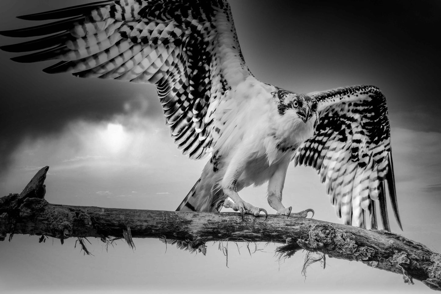 Osprey