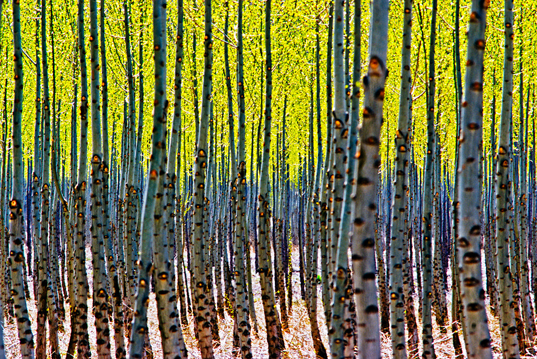 Mess-O-Trees