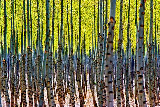 Mess-O-Trees