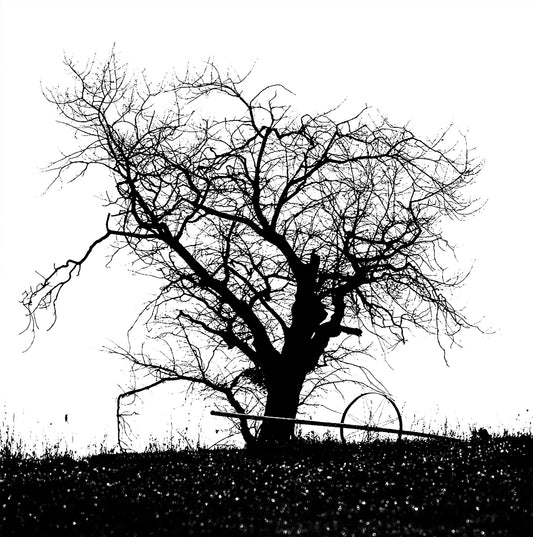 Tree with Dewdrops